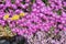 Array of purple iceplant flowers