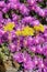 Array of purple iceplant flowers
