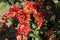 Array of red and yellow flowers of semidouble Chrysanthemums