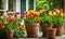 An array of terracotta flowerpots cradling an assortment of colorful flowers, captured with a shallow depth of field