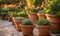 An array of terracotta flowerpots cradling an assortment of colorful flowers, captured with a shallow depth of field