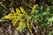 Array of yellow flowerheads of Solidago canadensis