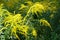 Arrays of yellow flowers of Solidago canadensis in August