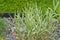 Arrhenatherum elatus `Variegatum` grasses or French ryegrass - ornamental plant