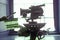 An Arriflex 16mm motion picture camera for Hollywood film industry