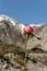 The arrival of the beautiful season - a wild blossom rose, with mountains peaks covered with snow in the background, weather-seaso