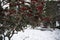 The arrival of spring, blackberry trees blooming under the snow