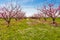 The arrival of spring in the blossoming of peach trees treated w