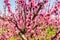 The arrival of spring in the blossoming of peach trees treated w