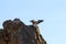 Arriving griffon vulture on the rocks of Salto del Gitano, Spain