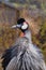 Arrogant African beauty Black crowned crane - important species blue feather golden crest