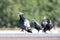 Arrogant Pigeon bird walking on a fountain edge And the others look after him