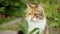 Arrogant short-haired domestic funny tabby cat sneaks through fresh green grass meadow background. Kitten walks outdoors