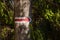 An arrow drawn on a tree with red paint indicating the direction of deforestation. Destruction of the forest