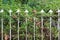 Arrow fence with ivy tree and dried leaves background