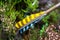 Arrow and fletching feather on a long bow, Aviemore, Scotland, United Kingdom