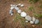 The arrow, laid out with stones, shows the direction of movement for those people who lost their way in the forest