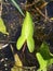 Arrow Leaf Wetland Plants in a Marsh