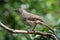 Arrow marked babbler adult jardineii turdoides