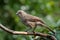 Arrow marked babbler bird jardineii turdoides