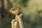 Arrow-marked Babbler Perched