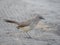 Arrow-marked babbler or Turdoides jardineii bird on sandy ground, Moremi National Park, Botswana, Southern Africa