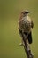 Arrow-marked Babbler Turdoides jardineii in Pilanesberg game reserv natural park sitting on branch