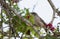 Arrow-marked babbler, (Turdoides jardineii) in Tree in South Afr