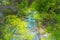 Arrow River flowing through gorge lined with deciduous trees