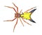 arrow shaped micrathena orbweaver or orb weaver spider - Micrathena sagittata - yellow, red and black patterning and two large