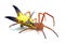 arrow shaped micrathena orbweaver or orb weaver spider - Micrathena sagittata - yellow, red and black patterning and two large