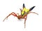arrow shaped micrathena orbweaver or orb weaver spider - Micrathena sagittata - yellow, red and black patterning and two large