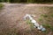 The arrow of stones lies on the ground in the forest, showing the direction of movement along the path