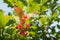 Arrow-wood bush with berries in sunshine