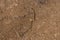 Arrowhead or hammerhead flatworm closeup
