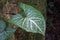 Arrowhead plant leaf, Syngonium podophyllum, on tropical rainforest