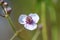 Arrowhead Sagittaria sagittifolia close-up of flower