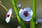 Arrowhead Sagittaria sagittifolia close-up of flowers