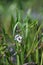 Arrowhead Sagittaria sagittifolia flowering plants