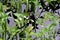 Arrowhead - Sagittaria sagittifolia, Norfolk, England, UK