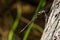 Arrowhead Spiketail Dragonfly