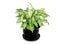 Arrowhead vine plant in black clay pot