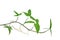 Arrowhead vine Syngonium podophyllum or American evergreen iso