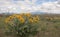 Arrowleaf Balsamroot Balsamorhiza sagittata Plant In Meadow Of Yellow Wildflowers