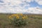 Arrowleaf Balsamroot Balsamorhiza sagittata Yellow Wildflowers