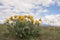 Arrowleaf Balsamroot Balsamorhiza sagittata Yellow Wildflowers