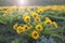 Arrowleaf Balsamroot Blooming Along Columbia River Gorge