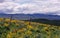 Arrowleaf Balsamroot Blooming in Idaho