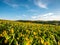 Arrowleaf balsamroot flowers