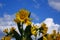 Arrowleaf Balsamroot - Idaho